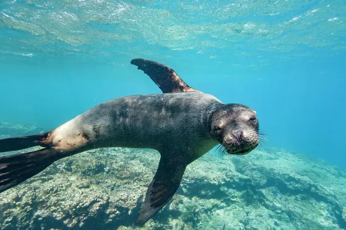 Framed Print : Young Galapagos sea lion (Zalophus wollebaeki) at play underwater in the Galapagos Island Archipelago, UNESCO World Heritage Site, Ecuador, South America