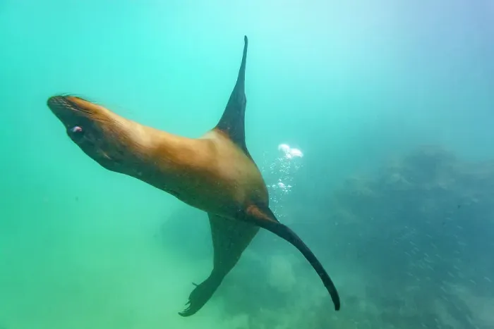 Framed Print : Young Galapagos sea lion (Zalophus wollebaeki) at play underwater in the Galapagos Island Archipelago, UNESCO World Heritage Site, Ecuador, South America Framed Print : Young Galapagos sea lion (Zalophus wollebaeki) at play underwater in the Galapagos Island Archipelago, UNESCO World Heritage Site, Ecuador, South America