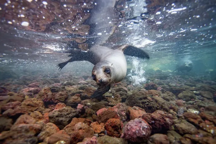 Framed Print : Young Galapagos sea lion (Zalophus wollebaeki) underwater in the Galapagos Island Archipelago, UNESCO World Heritage Site, Ecuador, South America Framed Print : Young Galapagos sea lion (Zalophus wollebaeki) underwater in the Galapagos Island Archipelago, UNESCO World Heritage Site, Ecuador, South America