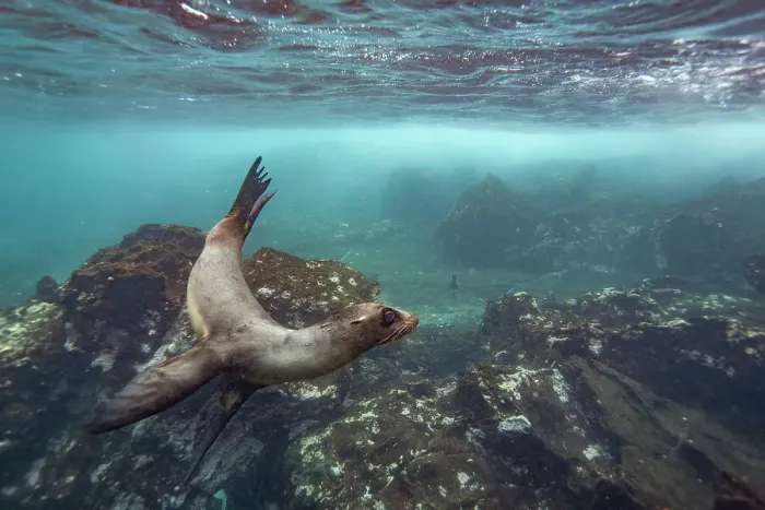 Framed Print : Young Galapagos sea lion (Zalophus wollebaeki) underwater in the Galapagos Island Archipelago, UNESCO World Heritage Site, Ecuador, South America Framed Print : Young Galapagos sea lion (Zalophus wollebaeki) underwater in the Galapagos Island Archipelago, UNESCO World Heritage Site, Ecuador, South America