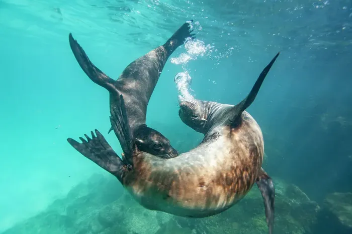 Framed Print : Young Galapagos sea lions (Zalophus wollebaeki) at play underwater in the Galapagos Island Archipelago, UNESCO World Heritage Site, Ecuador, South America Framed Print : Young Galapagos sea lions (Zalophus wollebaeki) at play underwater in the Galapagos Island Archipelago, UNESCO World Heritage Site, Ecuador, South America