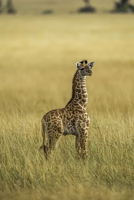 Framed Print : A young Giraffe (Giraffa), in the Msai Mara National Reserve, Kenya, East Africa Framed Print : A young Giraffe (Giraffa), in the Msai Mara National Reserve, Kenya, East Africa