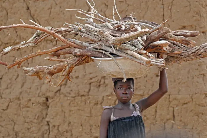 Framed Print : Young girl carrying firewood on her head, Datcha-Attikpaye, Togo, West Africa, Africa Framed Print : Young girl carrying firewood on her head, Datcha-Attikpaye, Togo, West Africa, Africa