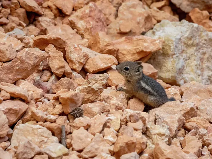 Framed Print : A young golden-mantled ground squirrel (Callospermophilus lateralis), in Bryce Canyon National Park, Utah, United States of America, North America Framed Print : A young golden-mantled ground squirrel (Callospermophilus lateralis), in Bryce Canyon National Park, Utah, United States of America, North America
