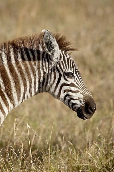 Young Grants Zebra (Plains Zebra) (Common Zebra) (Equus burchelli boehmi)