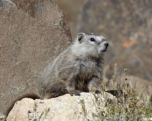 Young grayish yellow-bellied marmot (yellowbelly marmot) (Marmota flaviventris), Shoshone National Forest, Wyoming, United States of America, North America