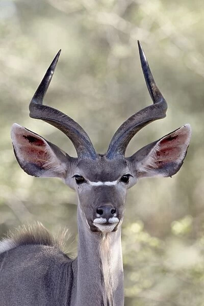 Young greater kudu (Tragelaphus strepsiceros) buck, Kruger National Park