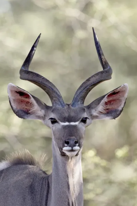 Framed Print : Young greater kudu (Tragelaphus strepsiceros) buck, Kruger National Park