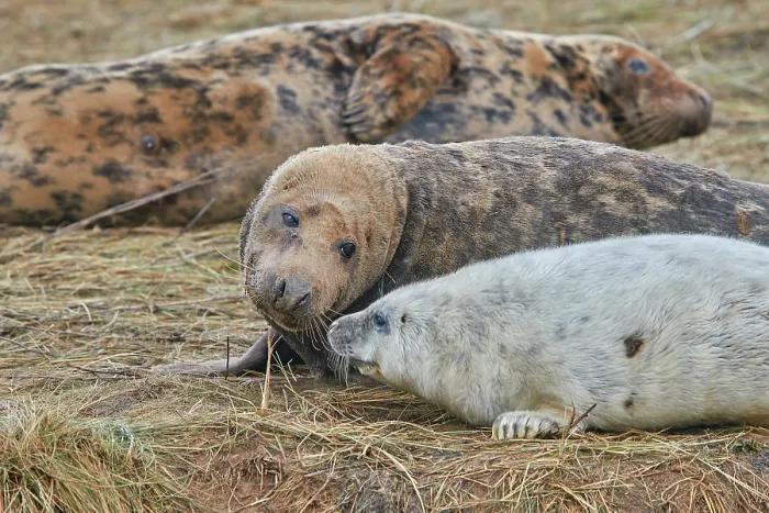 Framed Print : A young Grey Seal pup (Halichoerus grypus) on the shore with its mother in winter, at Donna Nook Nature Reserve, on the North Sea coast of Lincolnshire, Great Britain Framed Print : A young Grey Seal pup (Halichoerus grypus) on the shore with its mother in winter, at Donna Nook Nature Reserve, on the North Sea coast of Lincolnshire, Great Britain