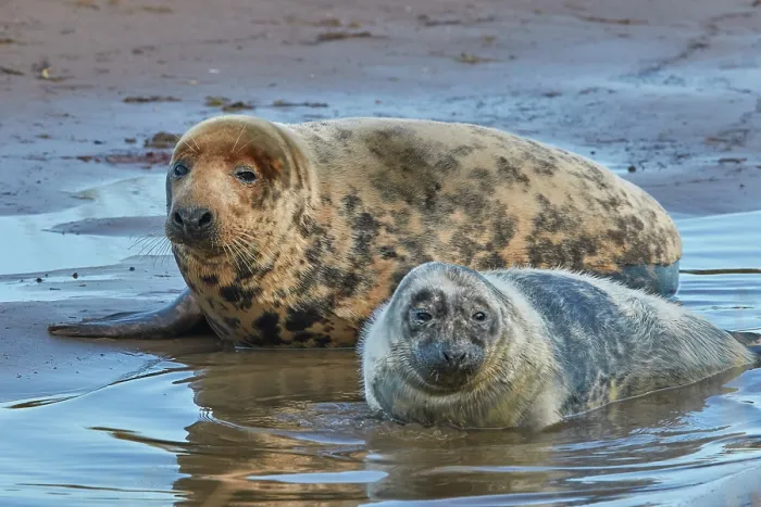 Framed Print : A young Grey Seal pup (Halichoerus grypus) on the shore with its mother in winter, at Donna Nook Nature Reserve, on the North Sea coast of Lincolnshire, Great Britain Framed Print : A young Grey Seal pup (Halichoerus grypus) on the shore with its mother in winter, at Donna Nook Nature Reserve, on the North Sea coast of Lincolnshire, Great Britain