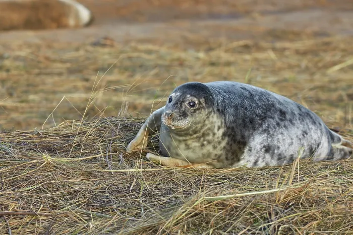 Framed Print : A young Grey Seal pup (Halichoerus grypus) on the shore in winter, at Donna Nook Nature Reserve, on the North Sea coast of Lincolnshire, Great Britain Framed Print : A young Grey Seal pup (Halichoerus grypus) on the shore in winter, at Donna Nook Nature Reserve, on the North Sea coast of Lincolnshire, Great Britain