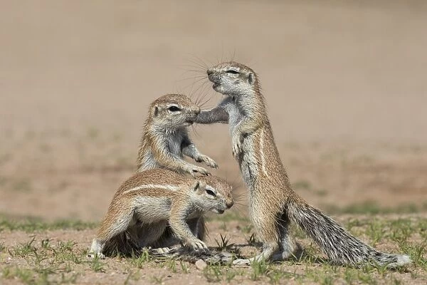 Young ground squirrels (Xerus inauris), Kgalagadi Transfrontier Park, Northern Cape
