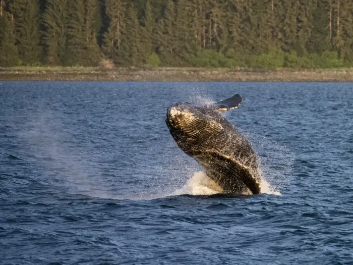Framed Print : Young humpback whale (Megaptera novaeangliae), breaching in Peril Strait