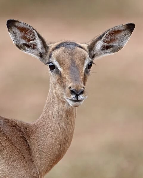 Young impala (Aepyceros melampus), Imfolozi Game Reserve, South Africa, Africa