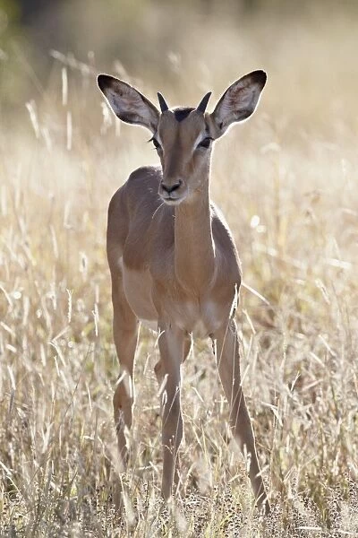 Young impala (Aepyceros melampus) buck, Kruger National Park, South Africa, Africa