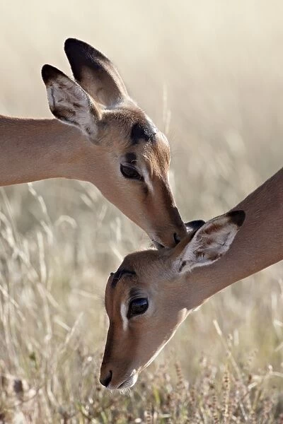 Two young impala (Aepyceros melampus) grooming, Kruger National Park, South Africa
