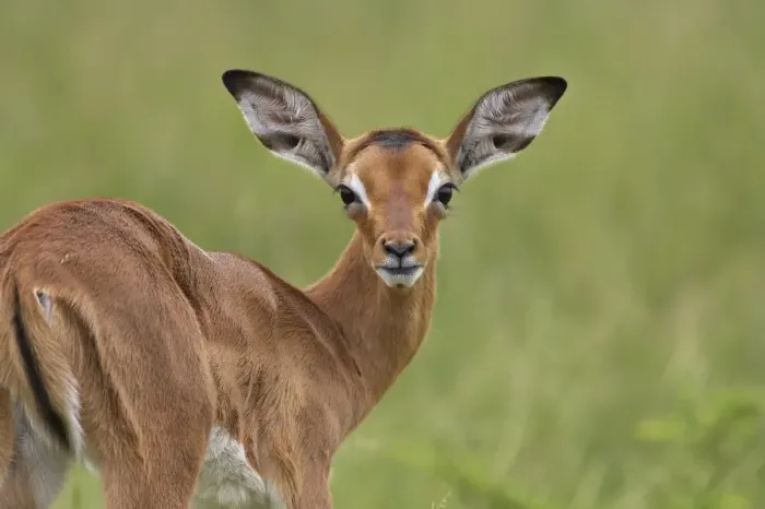 Framed Print : Young impala (Aepyceros melampus) looking at the camera