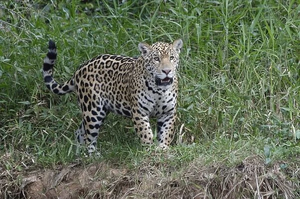 Young jaguar (Panthera onca) on riverbank, Cuiaba River, Pantanal, Mato Grosso State