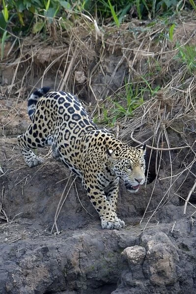 Young jaguar (Panthera onca) stalking on riverbank, Cuiaba River, Pantanal, Mato Grosso State