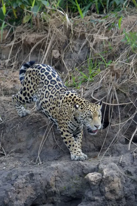 Framed Print : Young jaguar (Panthera onca) stalking on riverbank, Cuiaba River, Pantanal, Mato Grosso State Framed Print : Young jaguar (Panthera onca) stalking on riverbank, Cuiaba River, Pantanal, Mato Grosso State