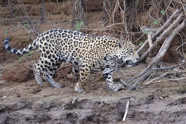 Young Jaguar (Panthera onca) walking on a riverbank, Cuiaba River, Pantanal, Mato Grosso