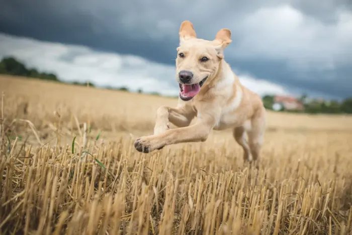 Framed Print : Young Labrador running through a field of wheat, United Kingdom, Europe Framed Print : Young Labrador running through a field of wheat, United Kingdom, Europe