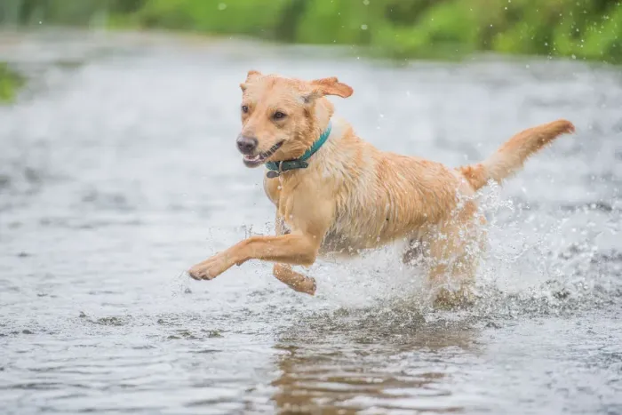 Framed Print : Young Labrador running through a river splashing, United Kingdom, Europe Framed Print : Young Labrador running through a river splashing, United Kingdom, Europe