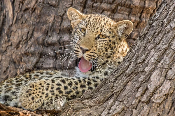 Young leopard (Panthera pardus), yawning in a tree, South Luangwa National Park, Zambia