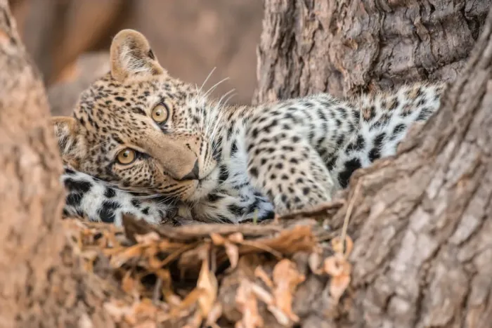 Framed Print : Young leopard resting in a tree, South Luangwa National Park, Zambia, Africa Framed Print : Young leopard resting in a tree, South Luangwa National Park, Zambia, Africa