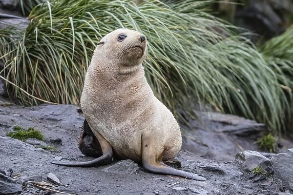 A young leucistic Antarctic fur seal (Arctocephalus gazella), blond due to lack of melanin