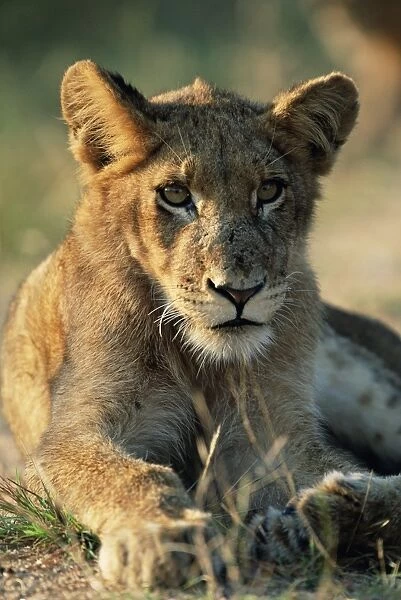 Young lion
