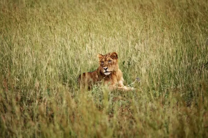 Framed Print : A young lion in Murchison National Park, Uganda, East Africa, Africa Framed Print : A young lion in Murchison National Park, Uganda, East Africa, Africa