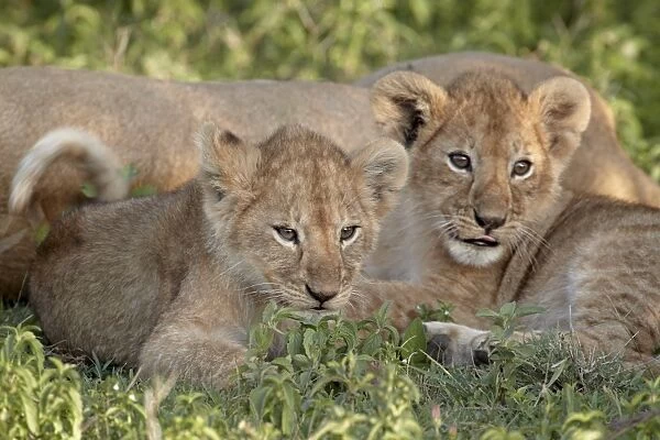 Two young lion (Panthera leo) cubs, Serengeti National Park, Tanzania, East Africa