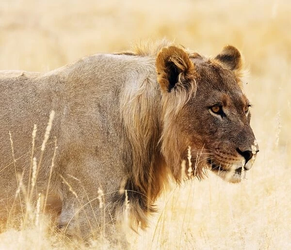 Young lion (Panthera leo), Kgalagadi Transfrontier Park, Kalahari, Northern Cape
