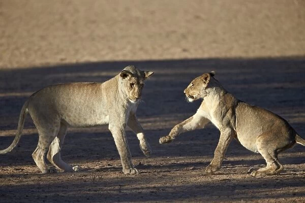 Two young lion (Panthera leo) playing, Kgalagadi Transfrontier Park, encompassing the former Kalahari Gemsbok National Park, South Africa, Africa