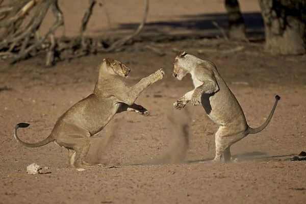 Two young lion (Panthera leo) playing, Kgalagadi Transfrontier Park, encompassing the former Kalahari Gemsbok National Park, South Africa, Africa