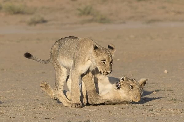 Young lions (Panthera leo) playing, Kgalagadi Transfrontier Park, Northern Cape, South Africa