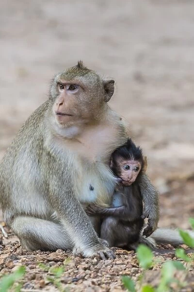 Young long-tailed macaque (Macaca fascicularis) nursing from its mother in Angkor Thom, Siem Reap, Cambodia, Indochina, Southeast Asia, Asia