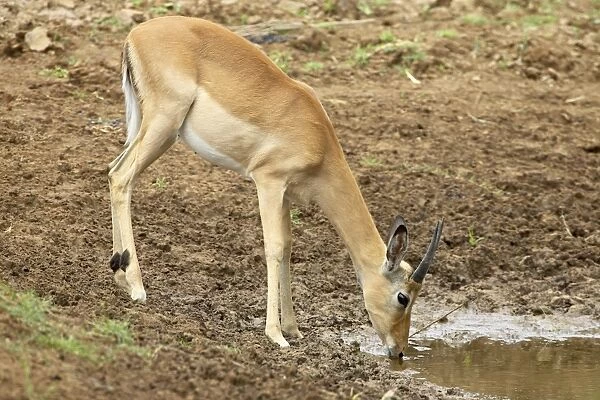 Young male impala (Aepyceros melampus) drinking