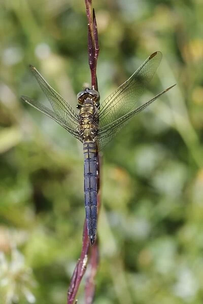 Young male keeled skimmer dragonfly (Orthetrum coerulescens), resting on plant stem, Lesbos (Lesvos), Greece, Europe