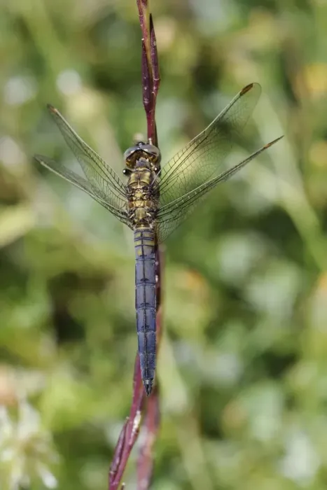 Framed Print : Young male keeled skimmer dragonfly (Orthetrum coerulescens), resting on plant stem, Lesbos (Lesvos), Greece, Europe Framed Print : Young male keeled skimmer dragonfly (Orthetrum coerulescens), resting on plant stem, Lesbos (Lesvos), Greece, Europe