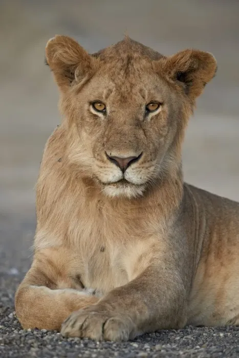 Framed Print : Young male lion (Panthera leo), Serengeti National Park, Tanzania, East Africa, Africa Framed Print : Young male lion (Panthera leo), Serengeti National Park, Tanzania, East Africa, Africa