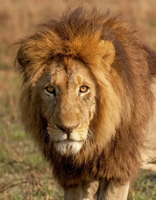 Framed Print : A young male lion (Panthera leo), his mane will darken as he gets older, Zambia, Africa Framed Print : A young male lion (Panthera leo), his mane will darken as he gets older, Zambia, Africa