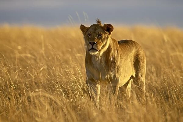 Young male lion (Panthera leo) in early morning light