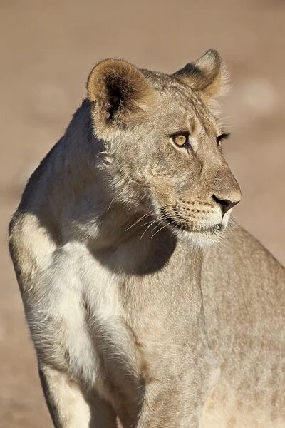 Young male lion (Panthera leo), Kgalagadi Transfrontier Park, encompassing the former Kalahari Gemsbok National Park, South Africa, Africa