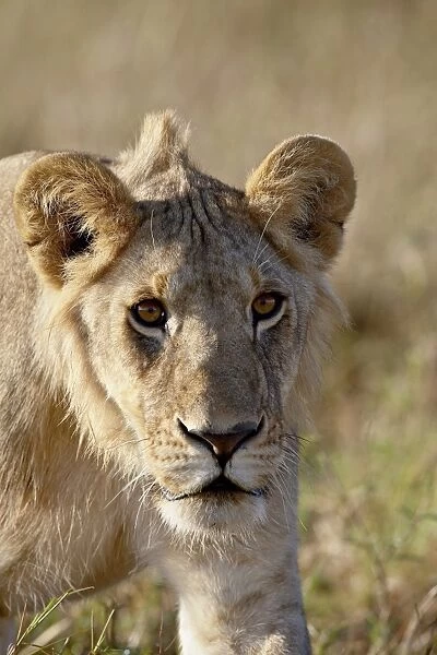 Young male lion (Panthera leo), Masai Mara National Reserve, Kenya, East Africa, Africa