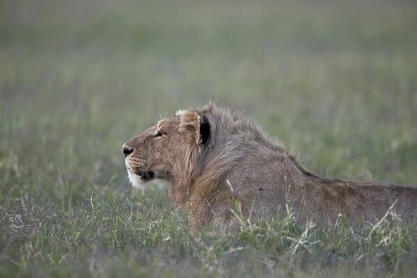 Young male lion (Panthera leo), Ngorongoro Crater, Tanzania, East Africa, Africa