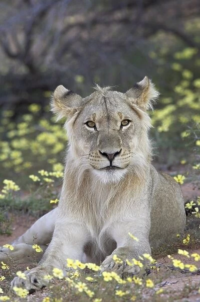 Young male lion (Panthera leo) resting among yellow wildflowers, Kgalagadi Transfrontier Park