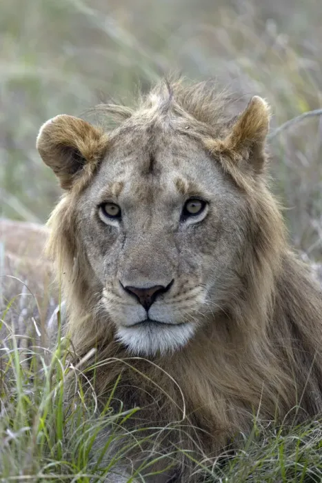 Framed Print : Young male lion (Panthera leo) in savanna, Masai Mara National Park, Kenya, East Africa
