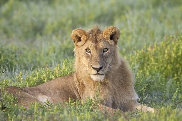 Young male lion (Panthera leo), Serengeti National Park, Tanzania, East Africa, Africa